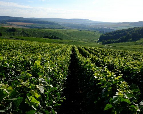 Champagne Vines